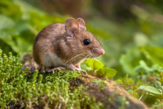 topo in cui è stata bloccata la SLA sclerosi laterale amiotrofica