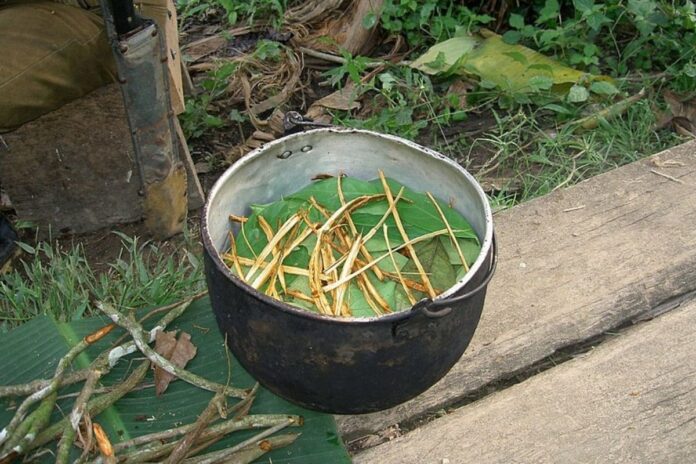 Ayahuasca cos'è