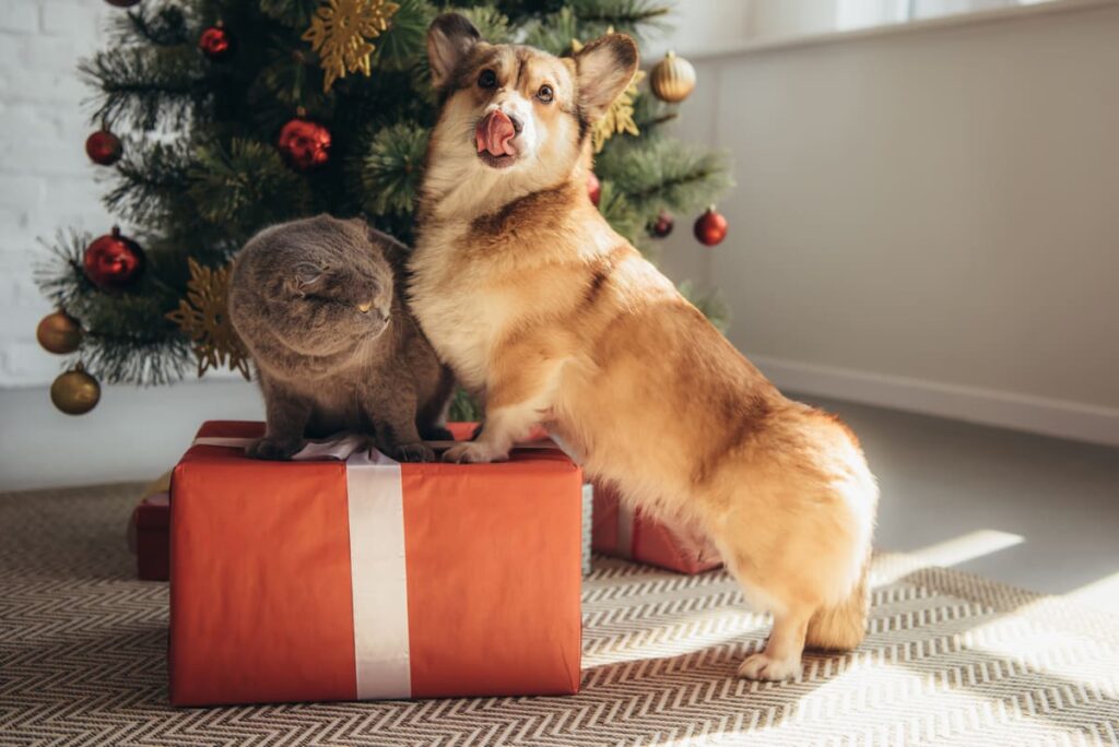 come proteggere animali botti di capodanno