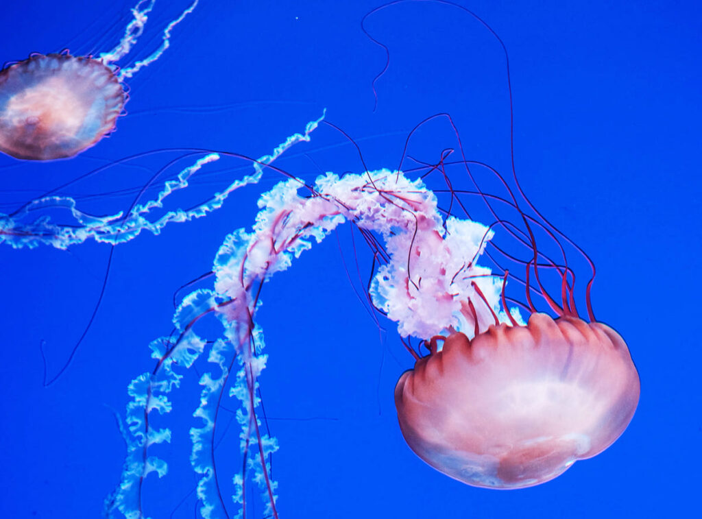 puntura di meduse